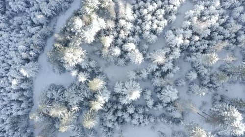 Aerial view of forest covered with Snow