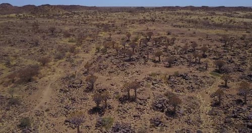 Quiver Trees Of Namibia