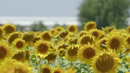 Beautiful Natural Plant Sunflower In Sunflower Field In Sunny Day 04