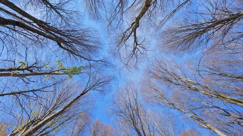 Trees Low Angle (2K)