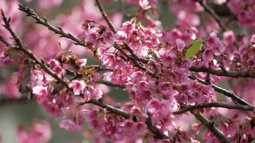 Beautiful Pink Cherry Blossoms Blooming in Spring