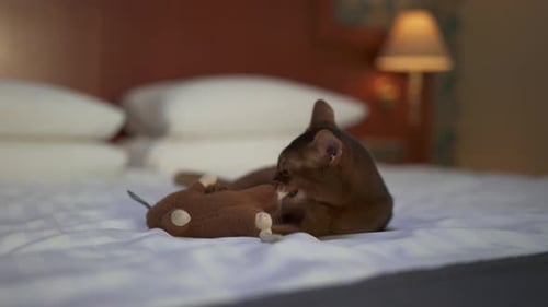 Playful Cat on Bed with Stuffed Mouse Toy
