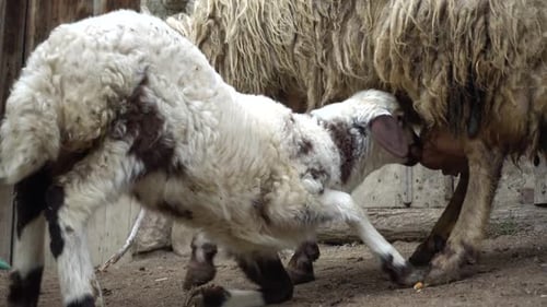 Moutons
