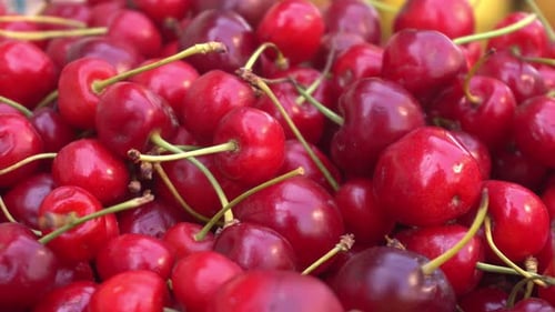 Cherry fruit is very sweet to eat. It looks red. Cherry fruits are mainly grown in temperate regions