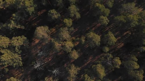 Pine Forest Top-down View. Flying Over a Rare Pine Forest with the Camera Lowered Vertically Down