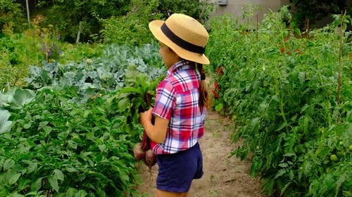 Child Holding Fresh Beets in Vegetable Garden