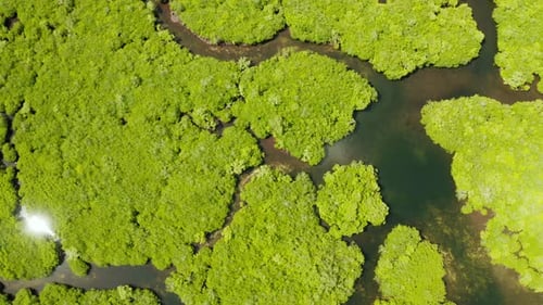Aerial View of Mangrove Forest and River