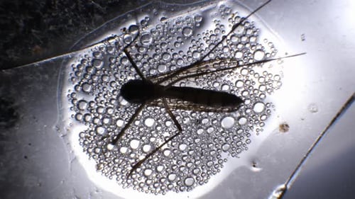 Close Up of Insect Surrounded by Bubbles