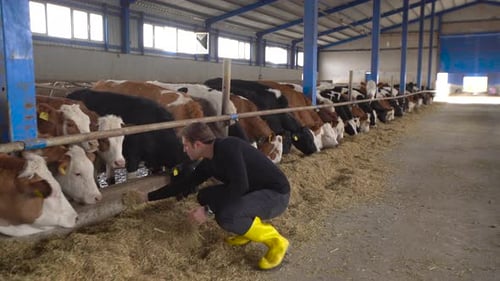 Farmer feeding his cattle. Cattle farm.