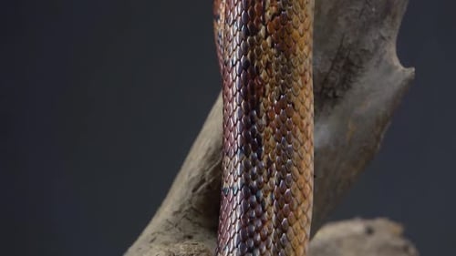 Coronella Brown Snake Crawling on Wooden Snag at Black Background. Close Up