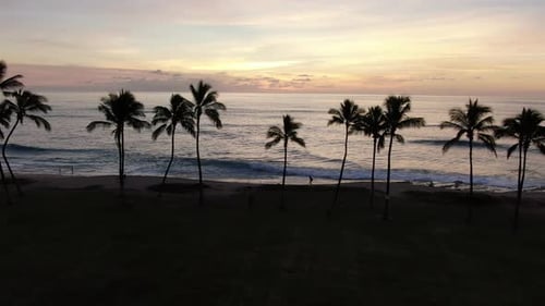 Palm Trees