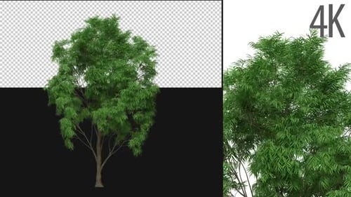 Prosopis-Baum
