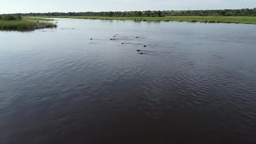 Images aériennes d'une magnifique rivière en Namibie, pleine d'hippopotames nageant