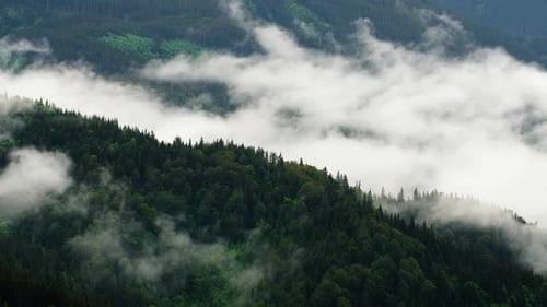 Forêt brumeuse en montagne. Vue magnifique sur la forêt de pins le matin. Il y a un brouillard magique