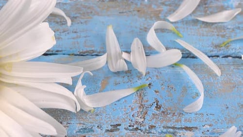Daisy Petals Falling on a Blue Wood Surface