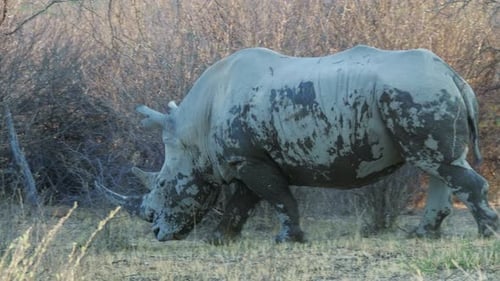 Ein wunderschönes weißes Nashorn, das am Gebüsch vorbeigeht - Nahaufnahme