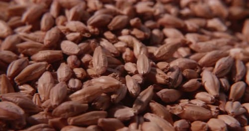 Sementes de malte de cerveja