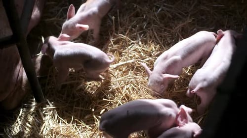 Pigs on Livestock Farm, Pigs Farm, Livestock Farm. Modern Agricultural Pigs Farm