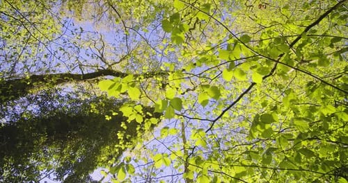 Tilted Angled Shot of Trees From Forest with Its Leaves Dancing with the Wind