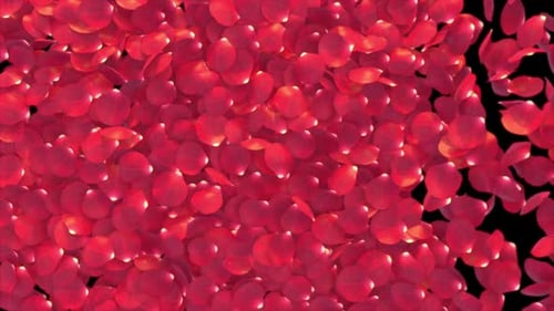 Romantic Red Rose Petals Falling Reveal Transition