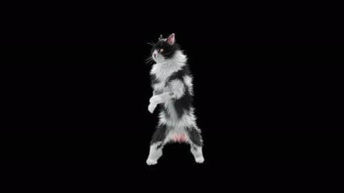Katze 4K