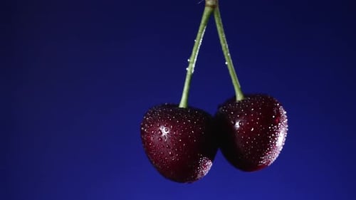 Cerises sur fond bleu