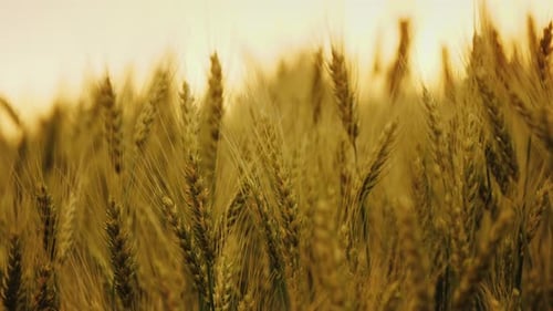 Silueta de espigas de trigo maduras contra el cielo naranja del atardecer