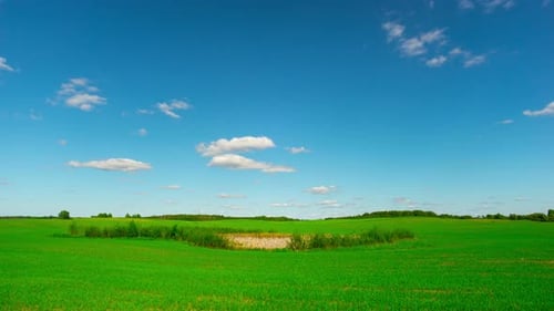 Summer Landscape