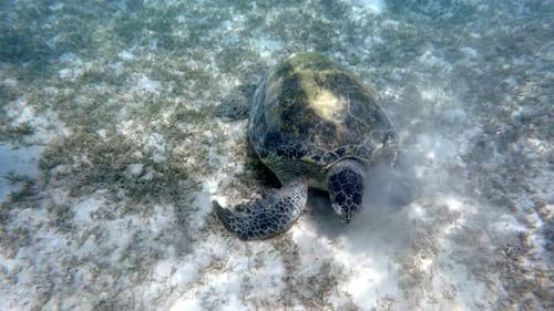 Adult green sea turtle (Chelonia mydas)