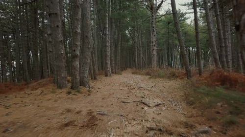 Flying through pine trees. Aerial drone gliding shot of a sunny forest park.