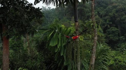 Macaw Resting in a Verdant Rainforest Canopy