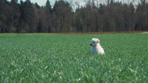 A small white shepherd puppy sits and waits in the green grass