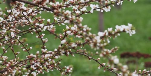 Delicate Spring Blossoms on Tree Branches