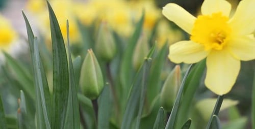Yellow Daffodils 3