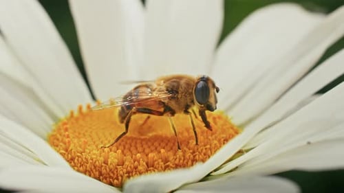 a Bee Collects Nectar on a Camomile