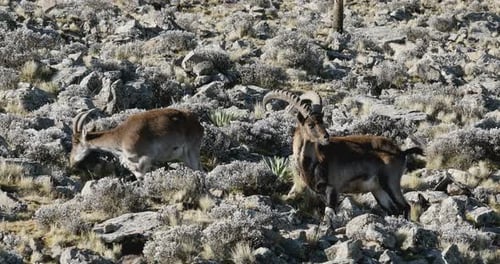 seltener Walia-Steinbock im Simien-Gebirge Äthiopien