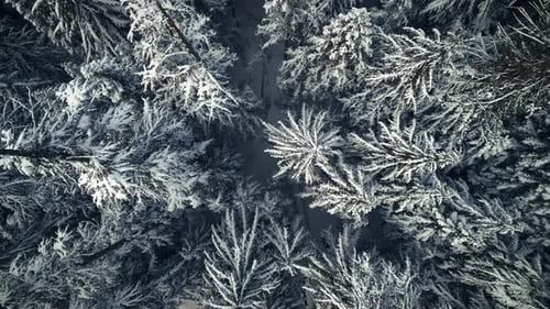 Snow Covered Forest from an Aerial Birds Eye View
