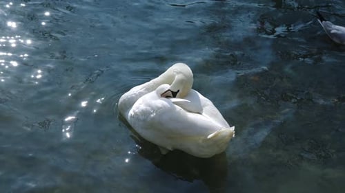 Graceful White Swan Resting and Preening on Lake