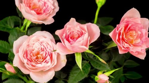 Zeitraffer beim Öffnen der weißen Rosenblume