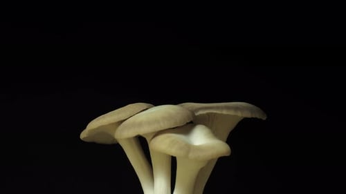 Fresh Oyster Mushrooms Growing on a Black Background