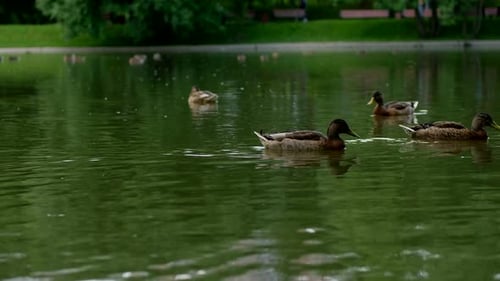 Wild Ducks Birds Swim in a Pond