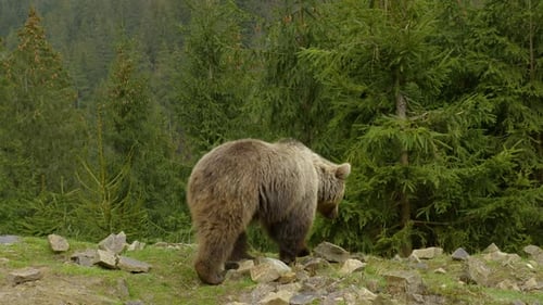 A Big Brown Bear in the Forest