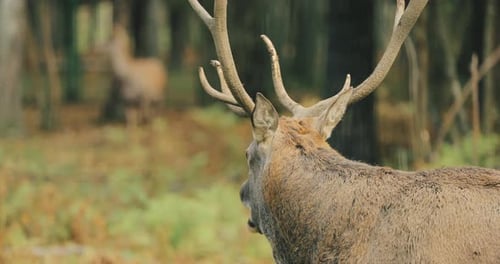 Biélorussie. Cerf élaphe ou Cervus Elaphus mâle rugissant pendant
le rut dans la forêt d'automne