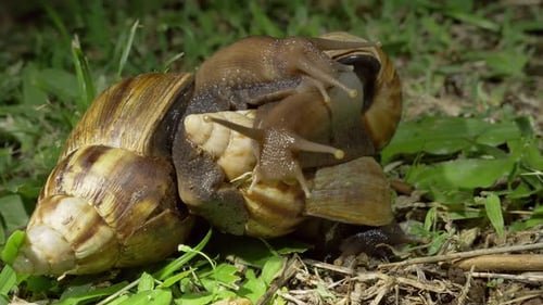 Two Giant African Snail Mating, Also known as Achatina Fulica, Close Up