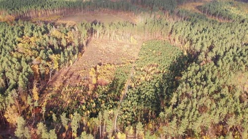 Autumn wood