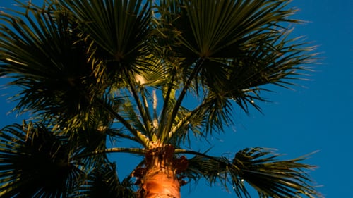 Palm Tree on A Windy Day