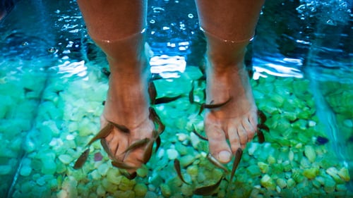 Fuß-Spa-Behandlung mit Fischen