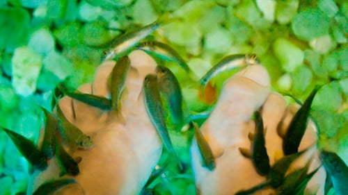 Fish Spa Behandlung von weiblichen Füßen
