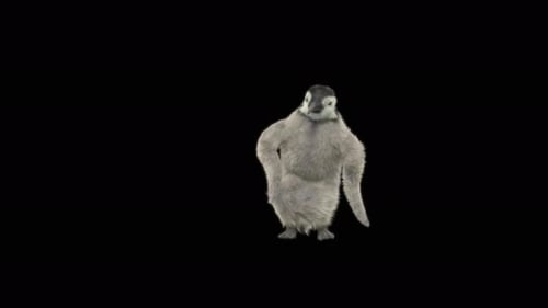 73 Penguin Dancing 4K