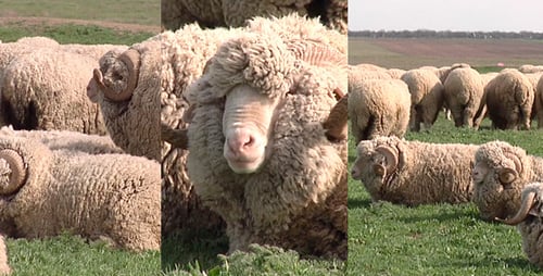 Flock of Sheep Grazing in Green Field